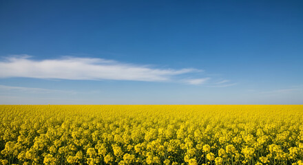 Fototapeta premium Spring Meadow Wildflowers with Yellow Flowers and Blue Sky Color Contrast