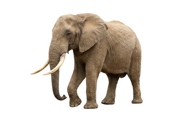 African Elephant with Large Tusks Isolated on White Background