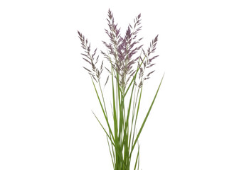 Fototapeta premium Purple Moor Grass Isolated on White Background – Png Ornamental Grass Cutout