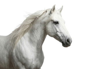 Elegant White Horse Head and Neck with Flowing Mane Isolated on White