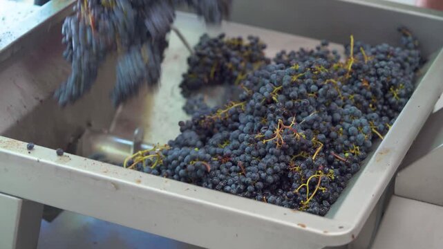 Winery Worker Sorting and Guiding Freshly Harvested Red Grapes into Processing Machine During Vintage Season - Close Up
