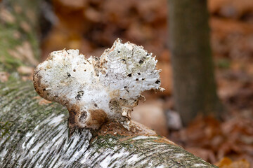 Chaga mushroom in the form of heart grows on a birch trunk. Valentine's Day.