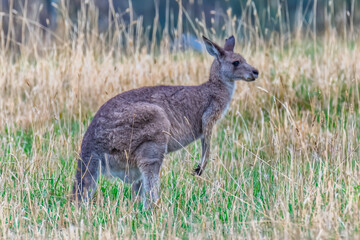 Fototapeta premium Eastern Grey Kangaroo Among the Summer Grasses