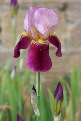 Pink and purple iris in a garden © Francesca Leslie