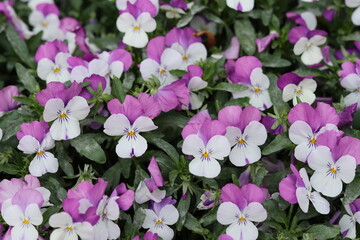 Cluster of pink and white pansies in a flower bed © Francesca Leslie