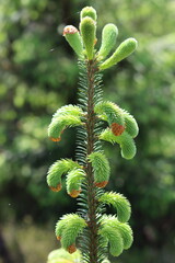 Tip of a conifer tree branch, with buds and fresh needles © Francesca Leslie