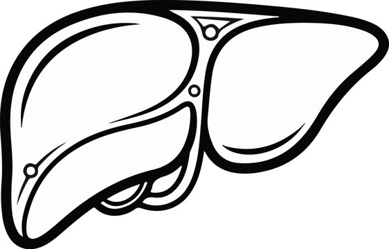Stylized outline drawing of a human liver with bold black borders