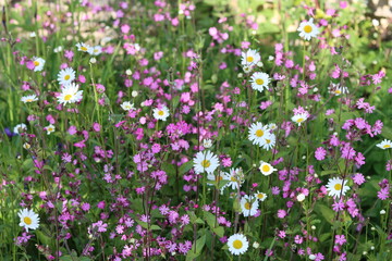 Fototapeta premium Red campion and white ox-eye daisies in a garden