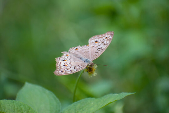 Junonia atlites grey pansy butterfly resting on flower in green garden with natural sunlight.