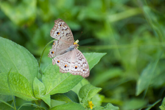 Junonia atlites grey pansy butterfly perched on leaf in lush garden outdoors.