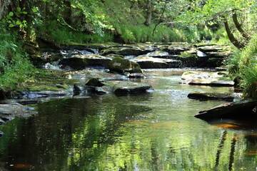 View along a woodland river with a rocky bed, with green reflections in the still water