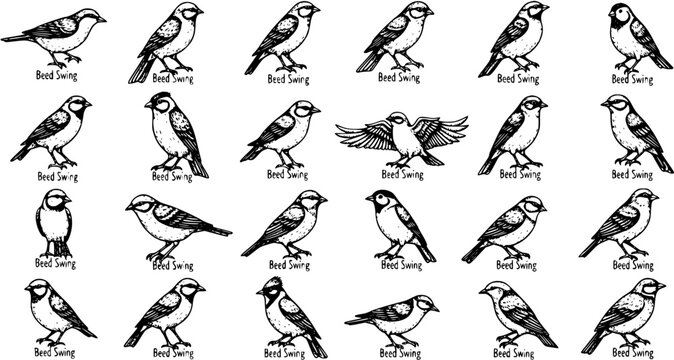 Black and White Beed Swing Bird Illustrations Collection. Hand-drawn sparrow-like birds in various poses for wildlife and nature designs.