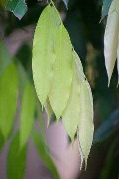 Mesua ferrea Ceylon ironwood with healthy green leaves in natural outdoor setting.