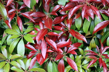 Fototapeta premium Red and green Japanese pieris leaves