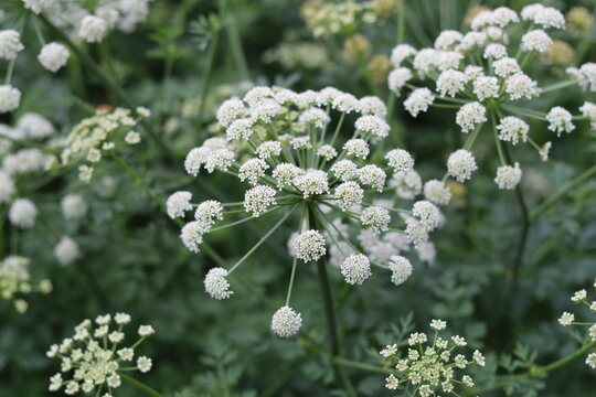 Close up of a water hemlock flower head