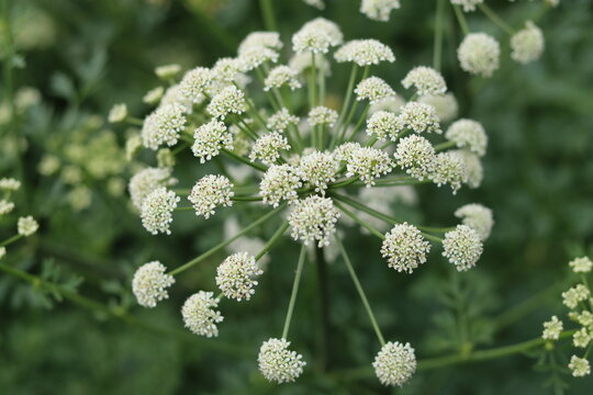 Close up of a water hemlock flower head