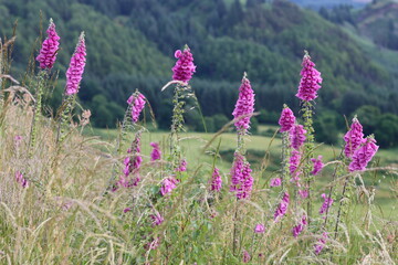 Group of pink foxgloves in a meadow © Francesca Leslie