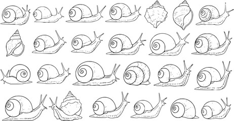 Detailed black and white line art illustration set of various snails and snail shells, perfect for natural history, biology, and mollusk-themed designs. © pixsource