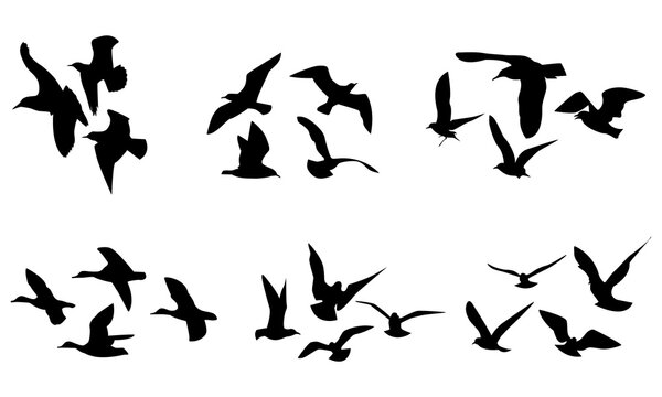 Flying Bird Silhouette Set Isolated on White Background Collection of Black Bird Silhouettes, vector illustration.