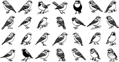Hand-Drawn Collection of Small Birds in Various Poses - Vector Illustrations © pixsource