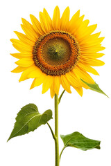 Obraz premium Vibrant Yellow Sunflower with Full Petals and Green Stem Isolated on White