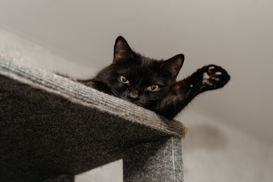black cat lying on cat shelf attached to wall at home, pet house, pel life, pet care concept