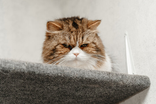 Persian tricolor cat sits on cat shelf attached to wall at home, pel life, pet care concept