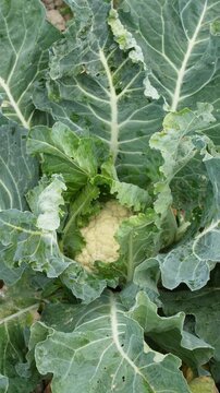 Cauliflower Plant with Compact White Head