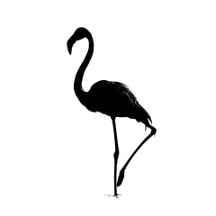 Naklejka premium Elegant silhouette of a flamingo standing on one leg against white background.