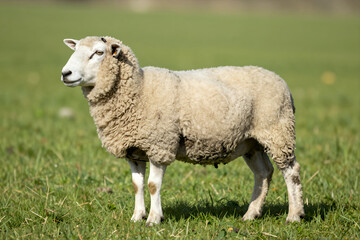 Obraz premium Pastoral Sheep Standing in Lush Green Field, Natural Daylight, Rural Countryside Livestock Animal with Thick Woolly Coat and Calm Expression