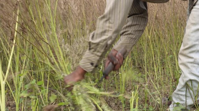 Farmer harvesting crops with sickle in field