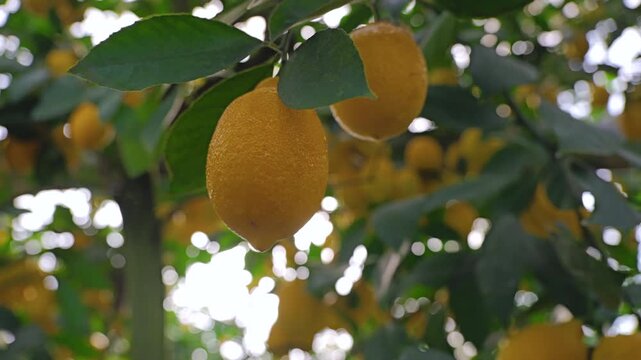 Lemon tree with ripe lemons in a greenhouse. Lemons close up.