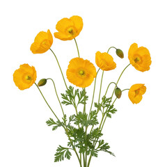 Fototapeta premium Vibrant yellow poppies blooming in a bright and cheerful bouquet arrangement