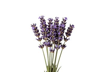 Ultra High-Res Lavender Sprig Bunch Isolated on Transparent Background