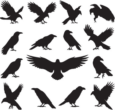 set of raven