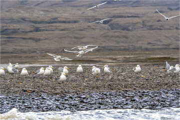 Möwe © Xaver Klaussner