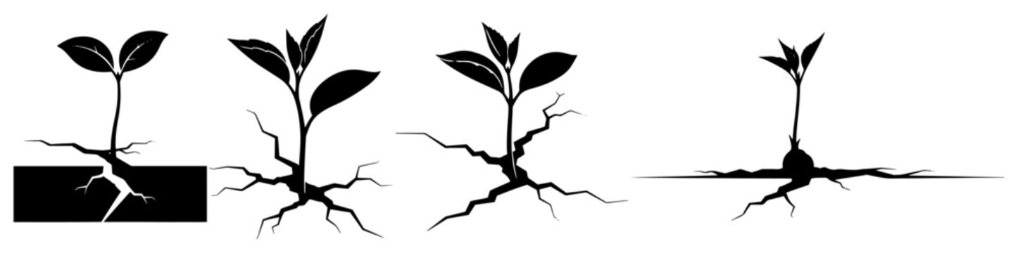 Sequence of plant growth stages from seed to sprout with visible root systems