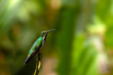 Green-breasted mango or Prevost's mango (Anthracothorax prevostii) adult female sitting on branch. Sitting hummingbird with green background.