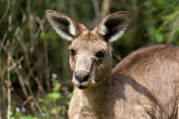Kangaroo portrait with sharp eyes and soft background