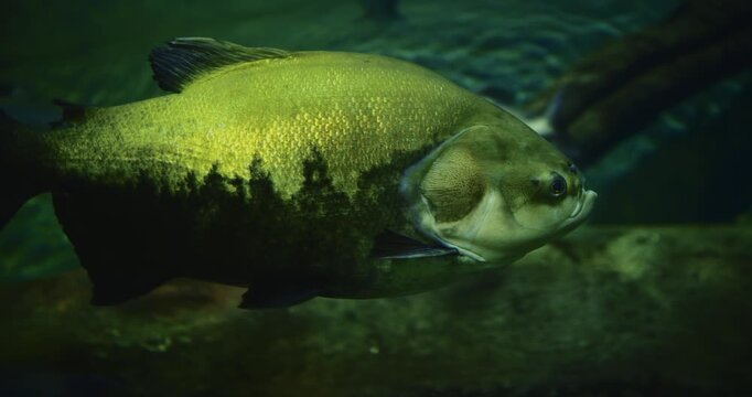 Vampire Fish - Pirandira Or Hydrolycus Armatus Close-up Side View. Hydrolycus Armatus Is Species Of Dogtooth Characin Found In Freshwater Of Tropical South America. This Predatory Fish Occasionally