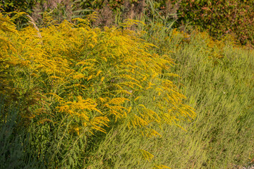 Blooming goldenrod field: bright yellow wildflowers under sunny light