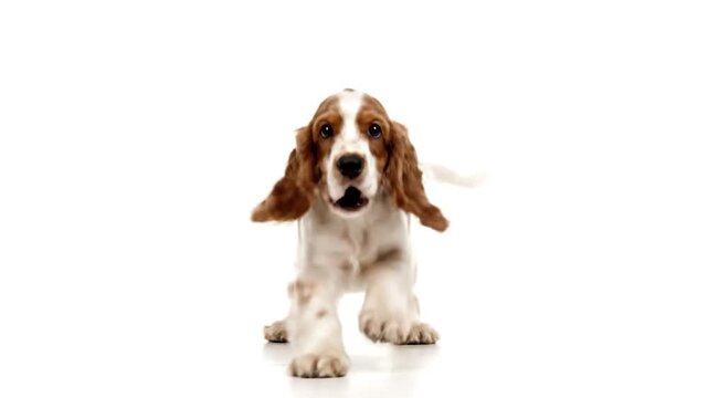 A front-facing shot of a brown and white dog against a white background, mouth slightly open