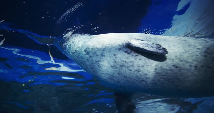 Common Seal Slow Swimming Underwater Bottom View. Amazing Harbor Seal, Common Marine Mammal From Pacific And Atlantic Coast. Marine Life. Harbor Seal Or Phoca Vitulina