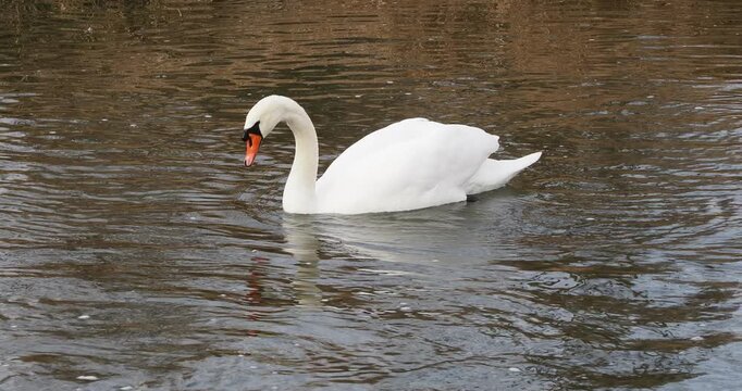 (Cygnus olor) Cygne tubercul&eacute; plongeant la t&ecirc;te et le cou pour se nourrir et brouter de la v&eacute;g&eacute;tation aquatique
