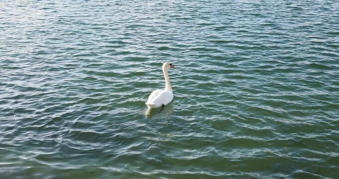 Cygnus olor | Cygne tubercul&eacute; ou cygne muet glissant lentement dans les eaux calmes du Rhin en Allemagne du sud
