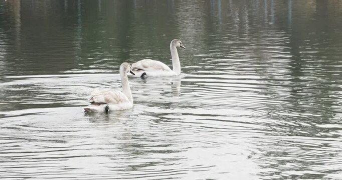 Une paire de cygnes tubercul&eacute;s juv&eacute;niles (Cygnus olor) au plumage morphe brun et blanc nageant lentement sur les eaux paisibles d'un lac