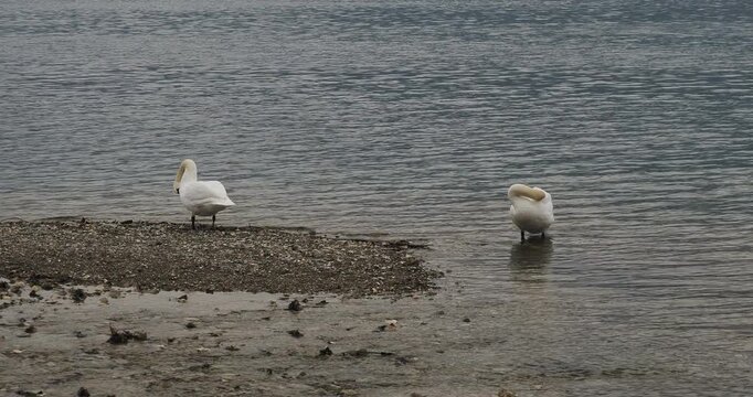 (Cygnus olor) Un couple de cygnes tubercul&eacute;s ou cygnes muets faisant leur toilette sur la rive d'un lac