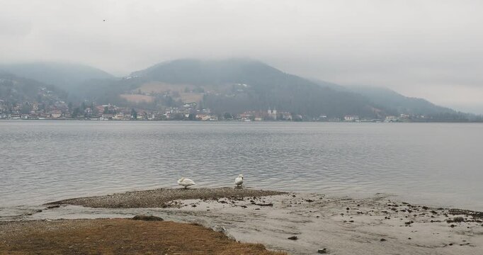 Un couple de cygne tubercul&eacute; (Cygnus olor) se reposant sur une plage de galets par temps brumeux au bord du lac de Tegernsee en Bavi&egrave;re 
