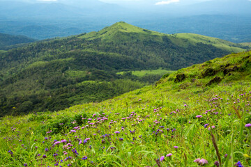Rolling hills of Chikmagalur - on the way to Baba Budan Giri hills.