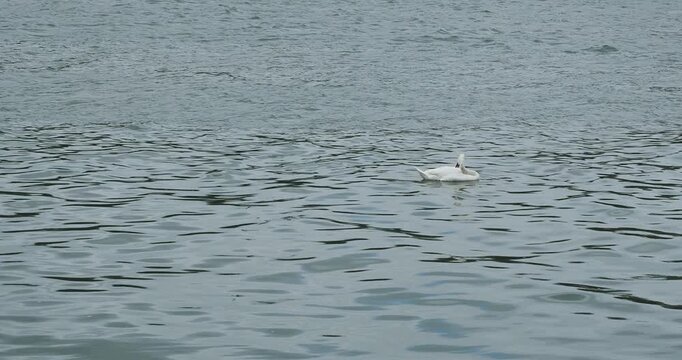 (Cygnus olor) Un cygne blanc solitaire nettoyant son plumage en flottant, port&eacute; par les eaux calmes d'un lac
